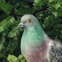 Pigeon: A Love Story Android Mobile Phone Game