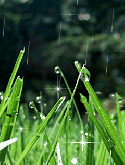 Rain On Grass QMobile E300 Screensaver