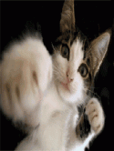 Boxing Cat  Mobile Phone Screensaver