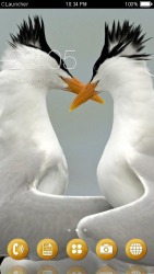 Arctic Tern CLauncher