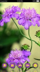 Purple Flowers CLauncher