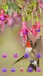 Hummingbird CLauncher