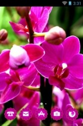 Orchid Flower CLauncher