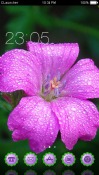 Dew Drops on Flower CLauncher Android Mobile Phone Theme