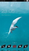 Red Billed Seabird CLauncher Android Mobile Phone Theme