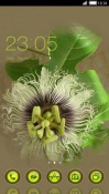 Curly Flower CLauncher Android Mobile Phone Theme