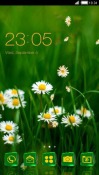 Daisies CLauncher Android Mobile Phone Theme