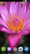 Water Lily CLauncher Android Mobile Phone Theme