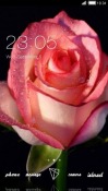 Pink Rose CLauncher Android Mobile Phone Theme