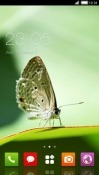 Butterfly CLauncher Android Mobile Phone Theme
