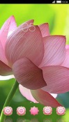 Lotus CLauncher Android Mobile Phone Theme