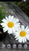 White Flowers CLauncher Android Mobile Phone Theme
