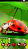 Ladybug CLauncher Android Mobile Phone Theme