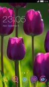 Tulip CLauncher Android Mobile Phone Theme
