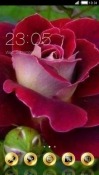 Rose CLauncher Android Mobile Phone Theme