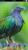 Nicobar Pigeon CLauncher Android Mobile Phone Theme