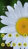 White Flower CLauncher Samsung Galaxy Rush M830 Theme