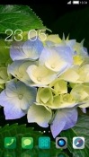 Flowers CLauncher Android Mobile Phone Theme