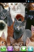 Cute Cats Go Launcher Honor V40 5G Theme