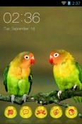 Love Birds CLauncher iBall Andi 3.5Kke Genius Theme