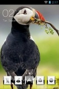Atlantic Puffin CLauncher Android Mobile Phone Theme