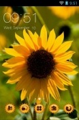 Helianthus Annuus CLauncher Android Mobile Phone Theme