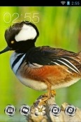 Hooded Merganser CLauncher Android Mobile Phone Theme