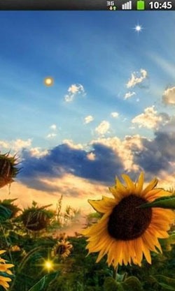 Sunflower Sunset Android Wallpaper Image 2