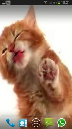 Cat Licks Android Wallpaper Image 1