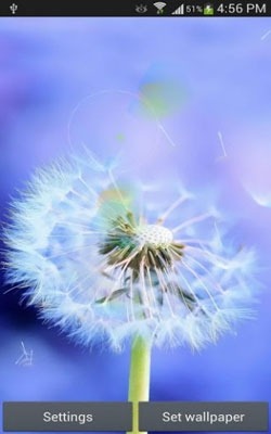 Sun And Dandelion Android Wallpaper Image 1