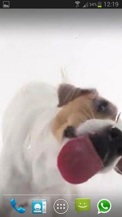 Dog Licks Screen Android Wallpaper Image 2