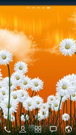 Daisies Android Wallpaper Image 2