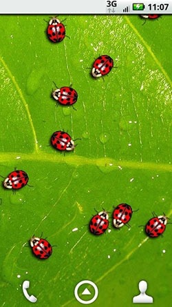 Ladybugs Android Wallpaper Image 1