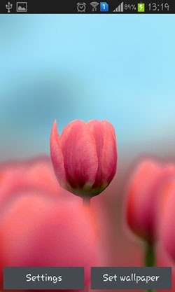 Tulip 3D Android Wallpaper Image 1