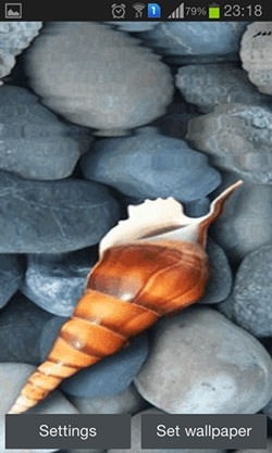 Seashell Android Wallpaper Image 1