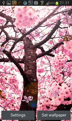 Cherry Blossom Android Wallpaper Image 1