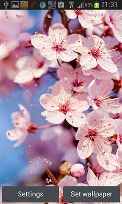 Cherry Blossom Android Wallpaper Image 2