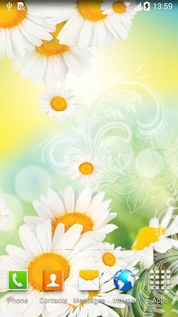 Daisies Android Wallpaper Image 1