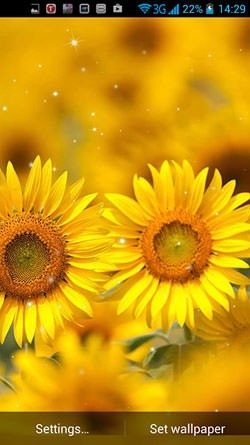 Golden Sunflower Android Wallpaper Image 1