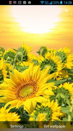 Golden Sunflower Android Wallpaper Image 2