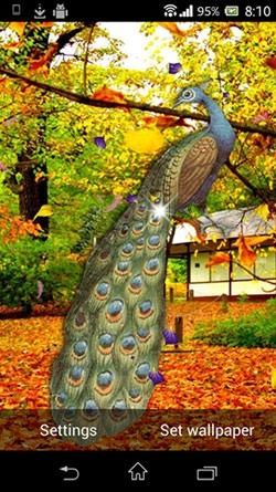 Peacock Android Wallpaper Image 2