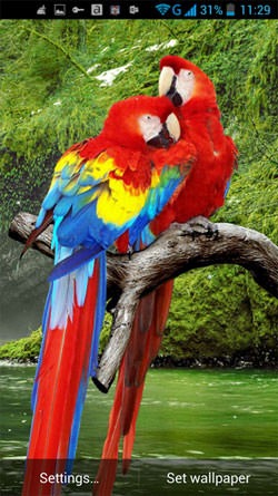 Parrot Android Wallpaper Image 1