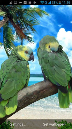 Parrot Android Wallpaper Image 2
