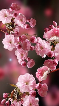 Sakura Android Wallpaper Image 1