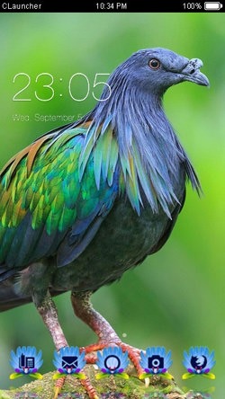 Nicobar Pigeon CLauncher Android Theme Image 1