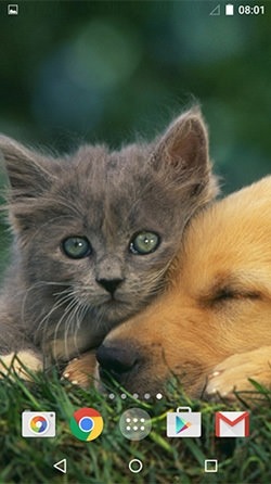 Cute Animals Android Wallpaper Image 2