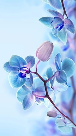 Orchid Android Wallpaper Image 1