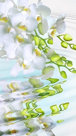 Orchid Android Wallpaper Image 2