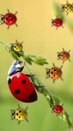 Ladybugs Android Wallpaper Image 2