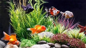 Goldfish Android Wallpaper Image 2